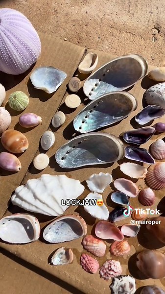 Exploring Ocean Treasures: Shell Collecting Tips