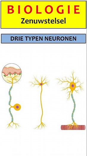Zenuwstelsel-4: Drie typen neuronen