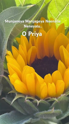 Munjaneya Manjageya Neenalle Neneyalu O Priya #shortvideo #shorts #short