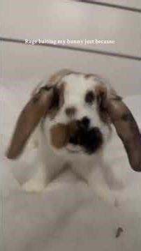Angry Rabbit #bunny #rabbit #pets #petcare #petvideos #animals