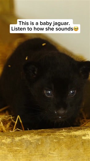 Baby Black Jaguar: Elegant Offspring of Melanistic Jaguars