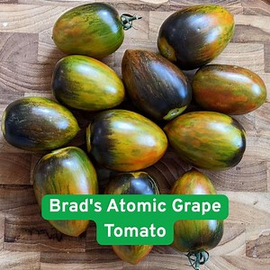 100 Brads Atomic Grape Tomato Seeds, Unique Rare Sweet Heirloom Variety - Etsy
