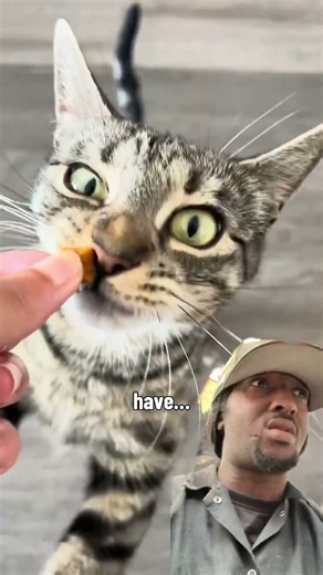 What the hell that cat say #viral #greenscreen #explorepage #videoreaction #funny #comedy #memes