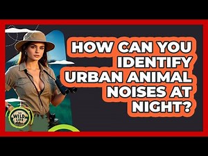 How Can You Identify Urban Animal Noises At Night? - The Wild Life Explorer