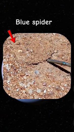 Blue spider on the Goggle maps and Goggle earth #skbro76 #fypシ゚viral