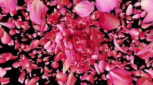 Animation of exploding pink rose petals