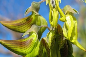 This Unusual Plant Grows Hummingbird-Shaped Flowers And It's Beautiful