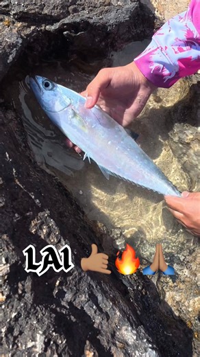 F*cked Up Rep on Instagram: "went for go holo wit da boys, no bites on the ulua poles but got some action on the spinners w dis nice lai 🤙🏽🤙🏽🔥 sometimes it’s not even about catching, it’s always gonna be about being grateful for be outside with your boys just crusin enjoying da aina 🙏🏽@brxvdn_ - - - - - - @ahlos_apparel - - #hanapaa #oahufishing #fuckeduprep #hawaii #ulua #fishing #yessa #oahu #nitropole #mdsrods #ultimateaddictionmaui #okumahawaiiancustom #shimano #daiwa #lai #leatherbac