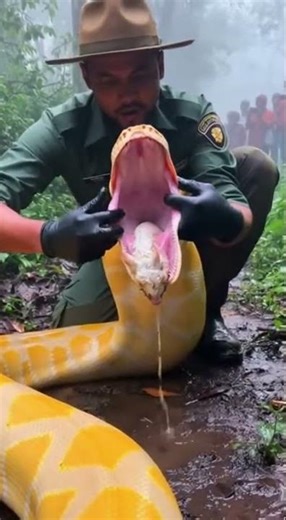 A cinematic vertical shot during light jungle fog A forest ranger kneels beside a thick yellow pyt
