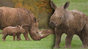 Rare Baby White Rhino Takes First Steps Outside