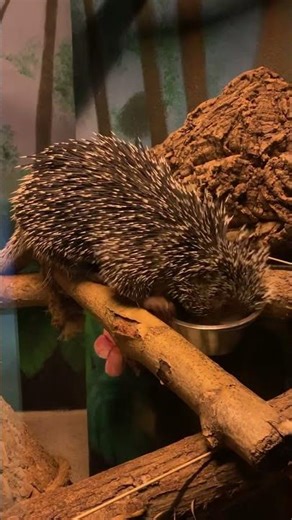 Porcupine at Boonshoft