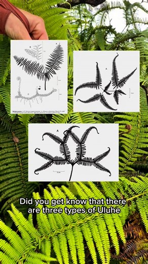Native Hawaiian Plants and Animals on Instagram: "I’ve been wanting to make a reel like this for a while! Species that look similar but are different? Let’s get to know your Uluhe’s! For the longest time I had always heard about Sticherus but never ever saw it, or maybe I was looking at it the whole time and just never knew! Luckily I got some help keying them out in a patch of forest with all 3 species and now I can’t unsee it! I hope this helps everyone learn something new😁🤙&#x