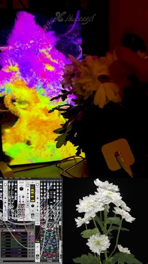 Ripples of the Flower | What Does a Flower’s Touch Feel Like? | Touchdesigner