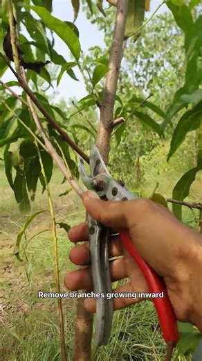 How to Summer Prune Young Peach Trees for Max Fruit Yield! ​#PeachTreePruning​#SummerPruning​