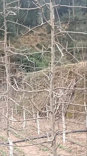 mm111 rootstock Apple