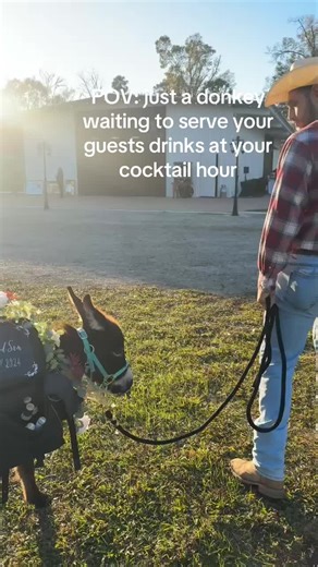 Incorporate Donkeys into Your Wedding Celebration