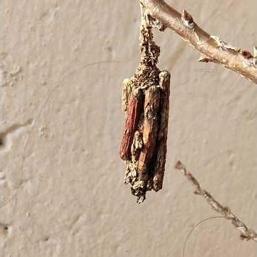 Bagworms moth cases - Camouflage 😱