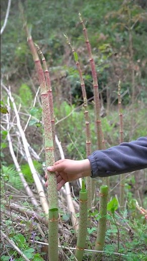 Japanese knotweed: A plant with medicinal, edible, and ornamental uses.#plants #sciencefacts