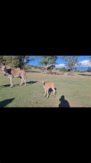 Twee nuwe berg beeste | Heinecke Rohde Pretorius