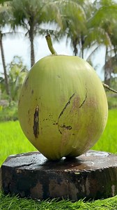 One Large Coconut, Two Glasses of Water #tusday #fruits #asmr #coconut #satisfying | Pesona Pedesaan