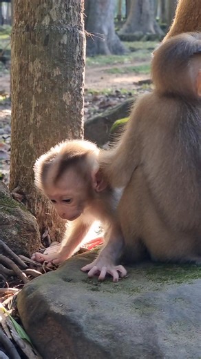 2K views · 78 reactions | Sweet baby monkey Lily take care baby Lynx | Monkey Care | Facebook