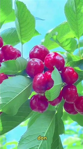 Ceri Merah Berkilau, Manis Segar Menggoda 🤤🍒