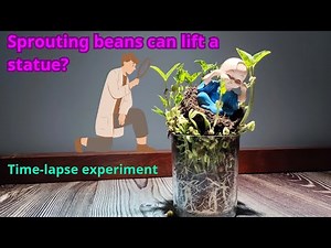 The life cycle of a bean plant in 20 days | Bean Time-Lapse.