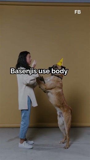 Why the Basenji Dog Doesn’t Bark: The Science Behind Their Silence Exp