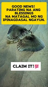 100K views · 7.9K reactions | #followersシ゚ #everyone #highlightseveryonefollowers2025 #ofwlife #fyp #highlights #fypシ゚viralシ2025 fyp #シ゚viralシ #fypシviralシ2025 #OFW #fypシ゚viralシ #fypシ #kasambahay #fypviralシ #ofwlifereels #fypシ゚viral #OFWHONGKONG #ofwreels #believe #fbreelsfypシ゚viral #reels #businesstips #fypシ #fypviralシ #ThankYouLord | Coach Teddy Lopez | Facebook