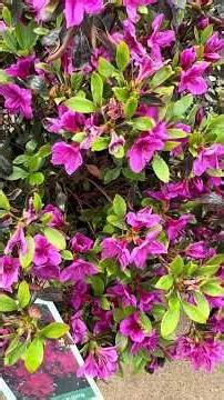 Flowering Azalea Varieties:#plant #garden #flowers #shrubs