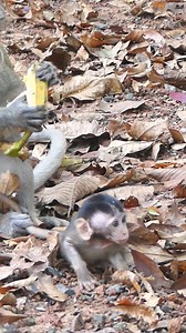 7.8K views · 75 reactions | Real so fearing bid monkey abuse tinny baby small | Little BB Monkey | Facebook