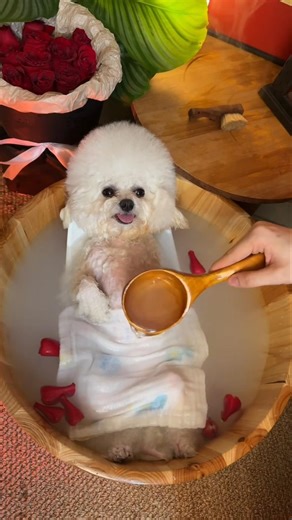 it's puppy bath time!My puppy's first bath of the new year#DogDailyLife##DogBath#giantschnauzer#dog