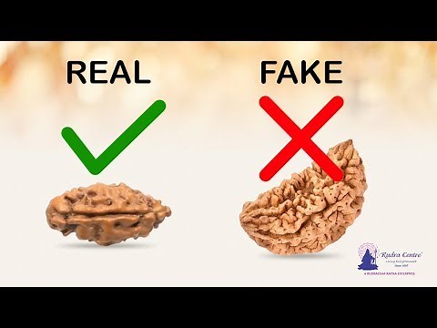 Real One Mukhi Rudraksha Secrets | Eka Mukhi Rudraksha Benefits | 1 mukhi Java Price
