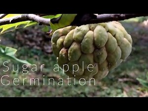 Fastest way to germinate sugar apple fruit seeds