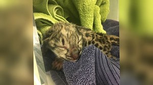 Snow leopard cub born at Seneca Park Zoo dies