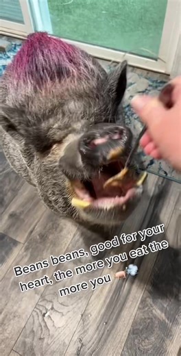 Rootin' Tootin' Cowboy Pig Eats Beans and Fajitas