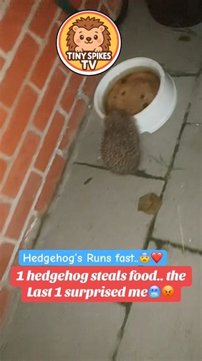 Funny Hedgehog Moments You Can’t Stop Watching! 😂 #TinySpikesTV #phonk
