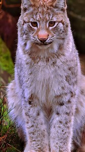 Witness this incredible moment of a young European lynx exploring its forest kingdom! These amazing cats are learning to become masters of their woodland domain. Fun Fact: Young European lynx start following their mothers on hunting trips when they're just 2 months old, but they won't catch their first prey until they're 6 months old! #EuropeanLynx #WildCats #WildlifeFacts #ForestLife #NatureLover | Listpull