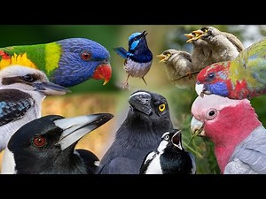 Amazing Australian Bird Songs & Calls Compilation