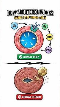 How Albuterol Works: Asthma Attack to Rescue Inhaler Mechanism Explained #usmle #step1 #pharma