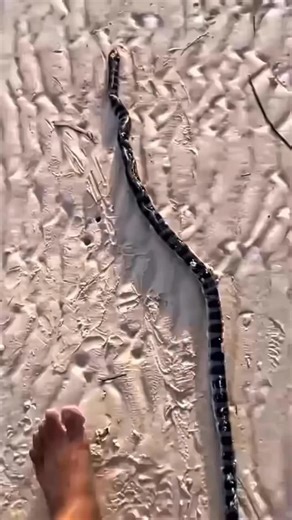 Dynamite | For Serious lifters only... #rage #lifting #fitness #edit #hardcore | Instagram