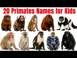 20 Primates Names For Kids | Learn Fun and Educational Animals video