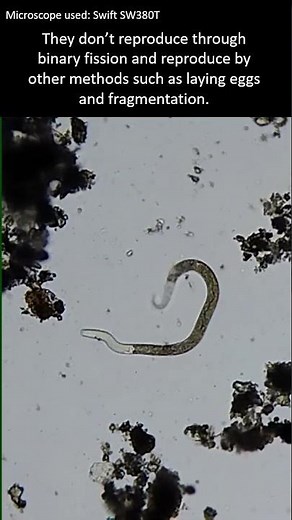 What is a Micro-animal? Micro-animals under the microscope. #microscopy