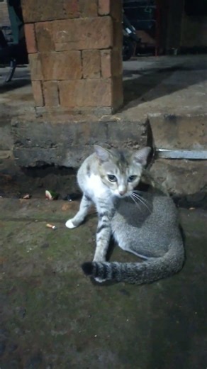 The Cutest and Scariest Cat