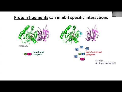 Massively parallel discovery of peptides to inhibit cellular protein interactions