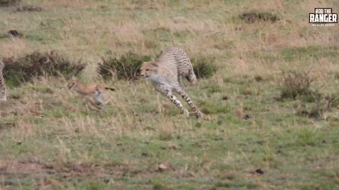 Cheetah Cubs Practice Hunting in Maasai Mara