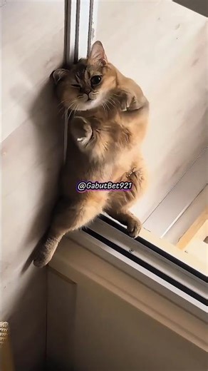 Serious Faces, Silly Behavior! The Most Absurd Cat Compilation! 😹