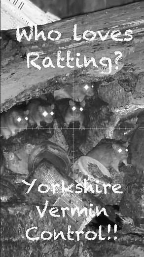 Red letter day!! Rat shooting! Hunting!! #hunting #nightvision #rats #ratshooting #shooting #airgun