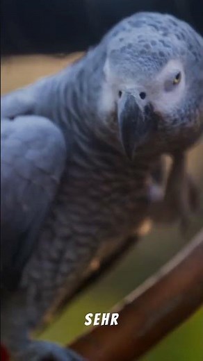 🦜 Graupapagei, Sprachgenie mit Federn 🧠