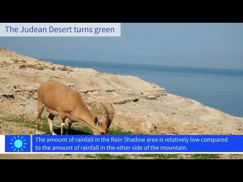 The Judean Desert Turns Green